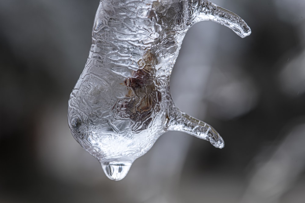 a piece of ice hanging from a tree branch