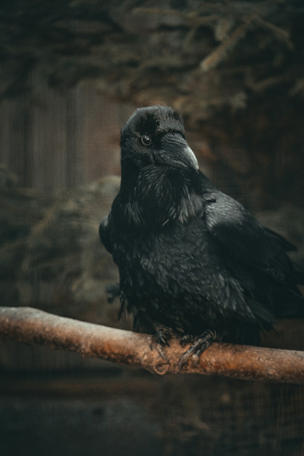 a black bird sitting on top of a wooden branch