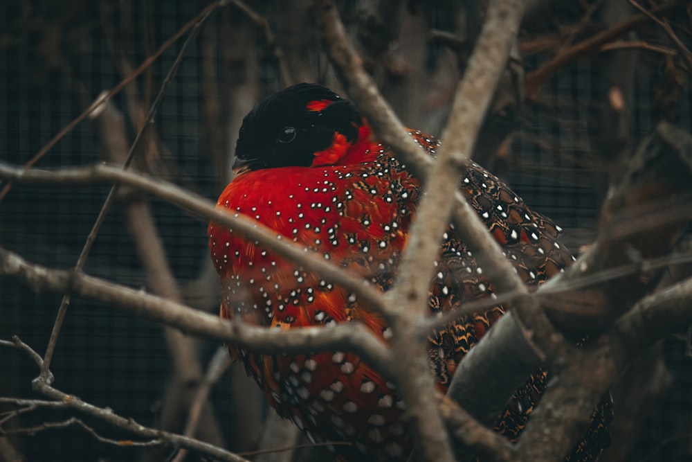 un uccello rosso e nero seduto in un albero