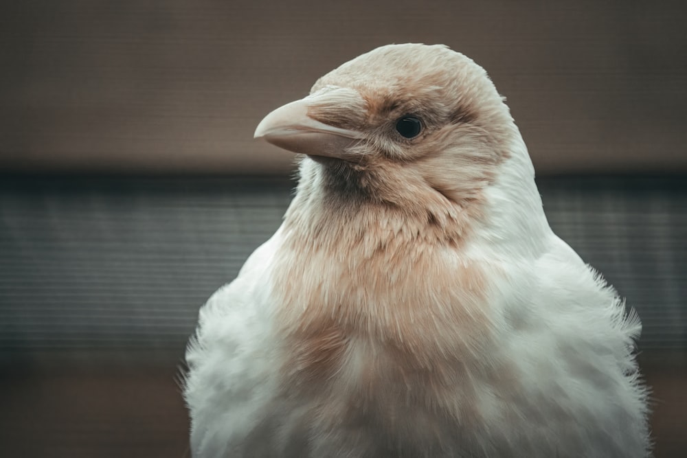 a close up of a bird with a blurry background