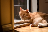 A relaxed cat enjoying a mid-day nap on a sunny porch.
