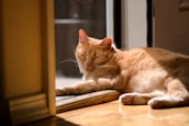 A peaceful cat lounging in a sunny spot inside the pet boarding facility.