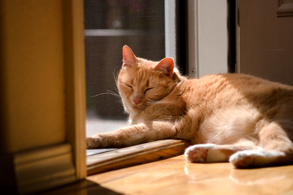 a cat is sleeping on a window sill
