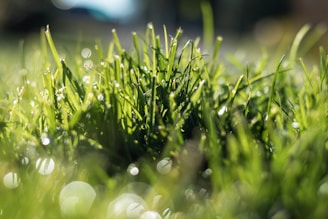 a close up of grass with drops of water on it