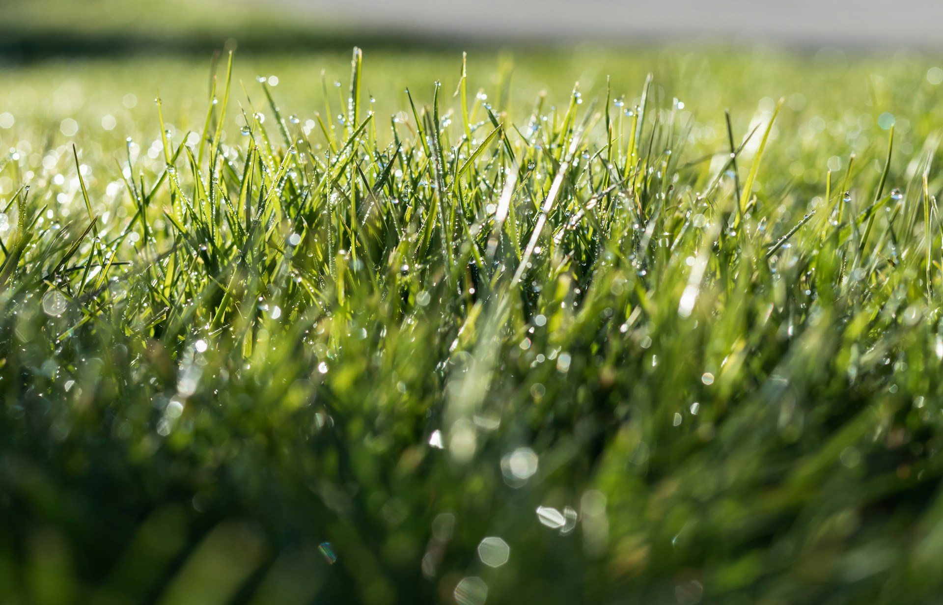 a close up of grass with water droplets on it