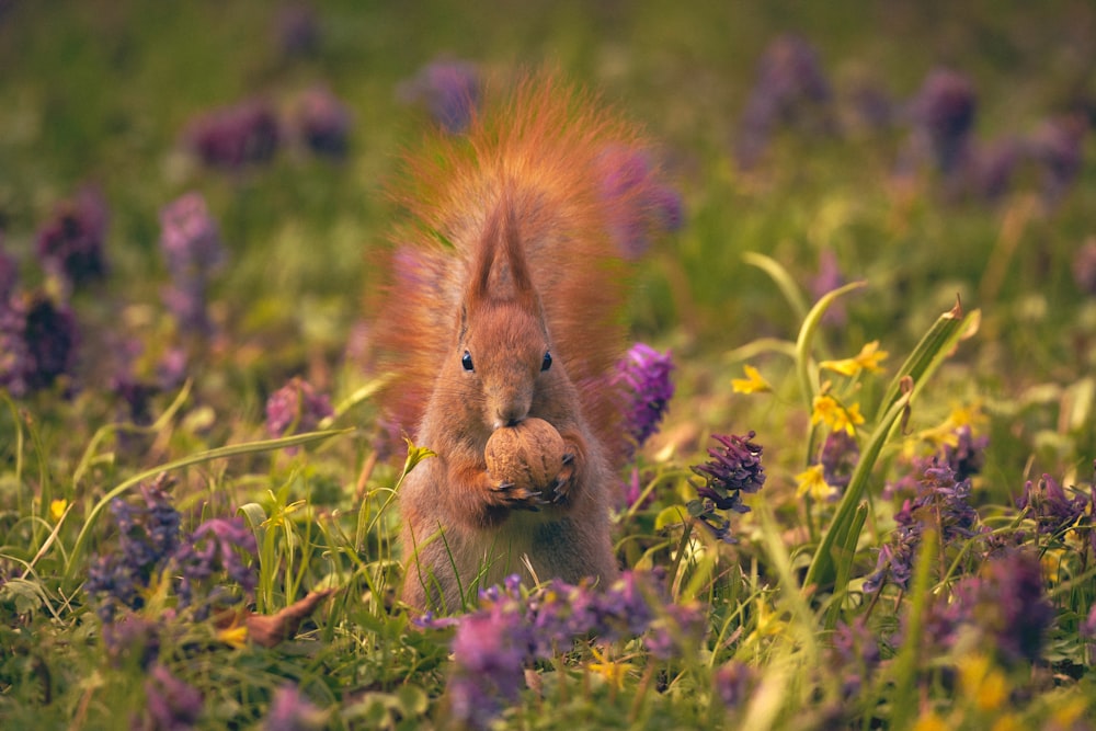 a squirrel eating a nut in a field of flowers