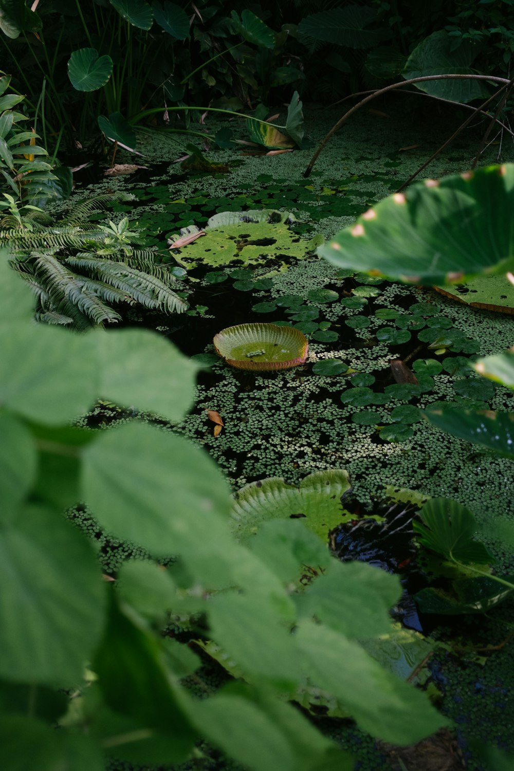 uma lagoa cheia de muitas plantas verdes