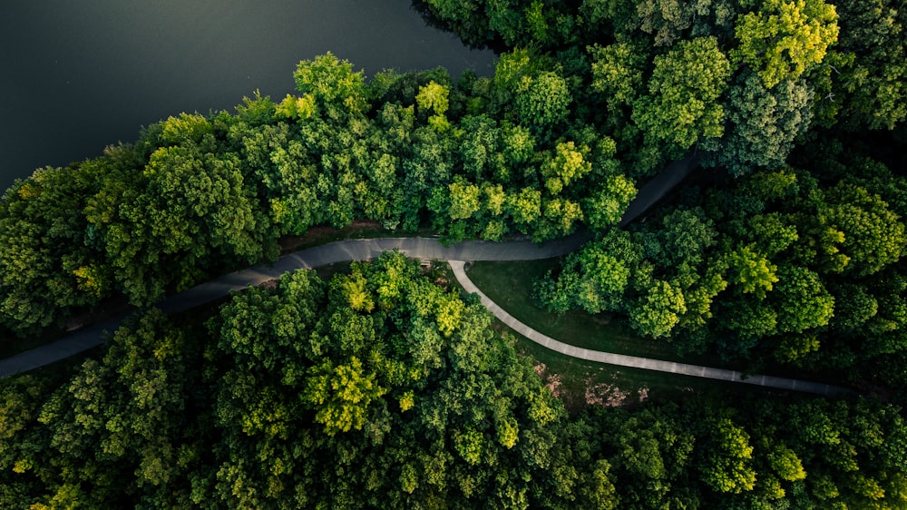 Une route sinueuse au milieu d’une forêt