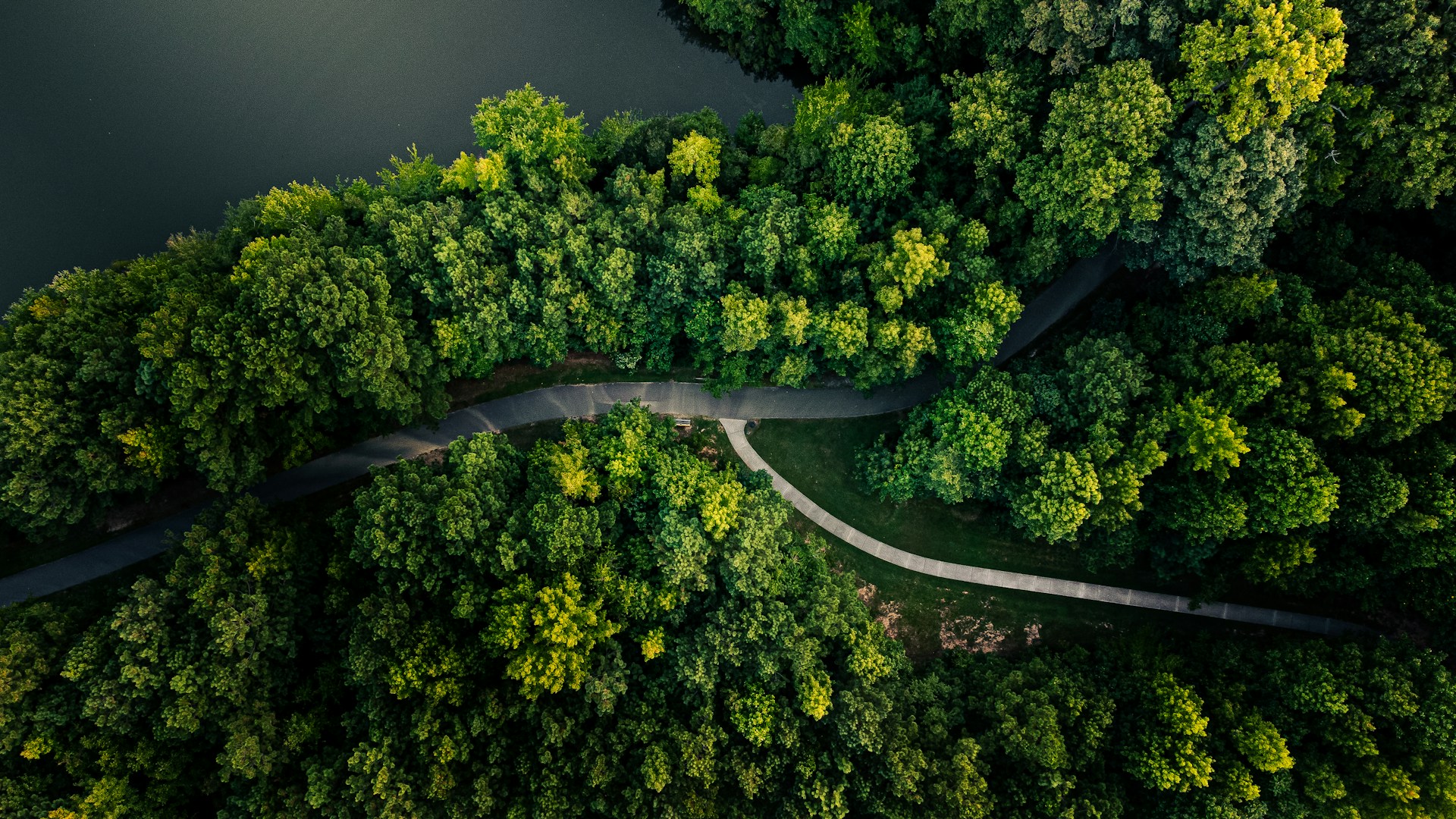 a winding road in the middle of a forest