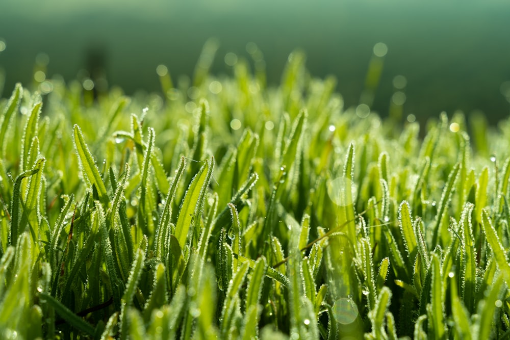 a field of grass with drops of water on it