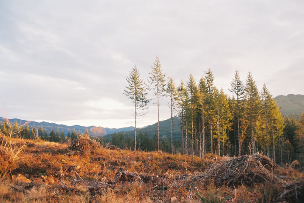 a forest filled with lots of tall trees