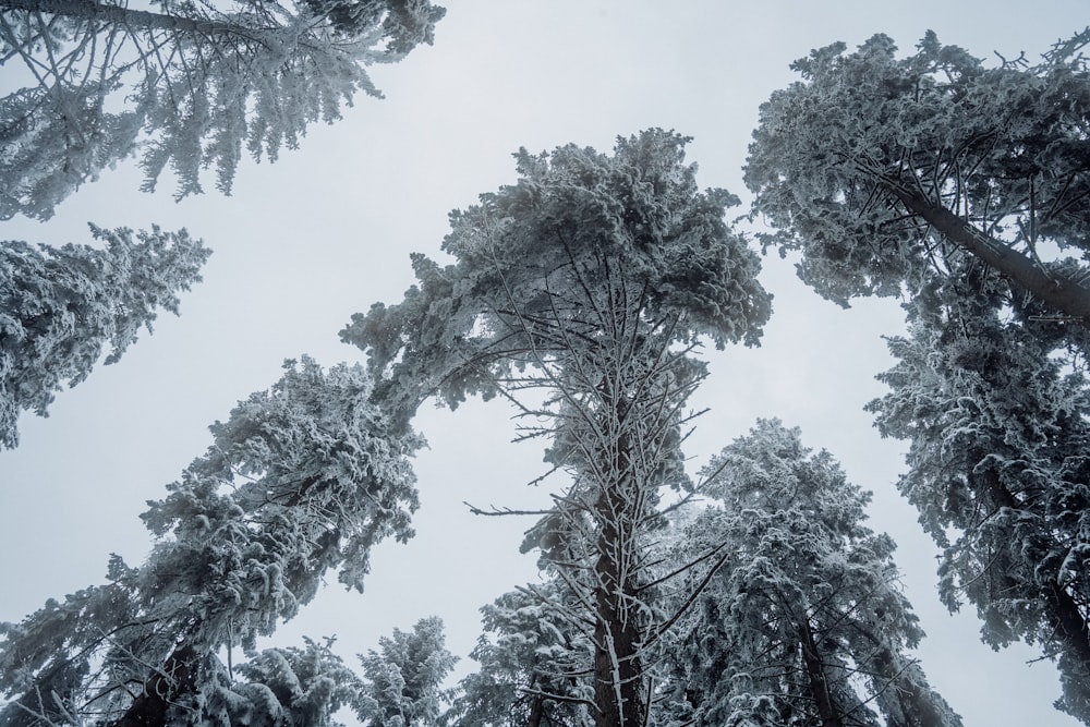a group of tall trees covered in snow