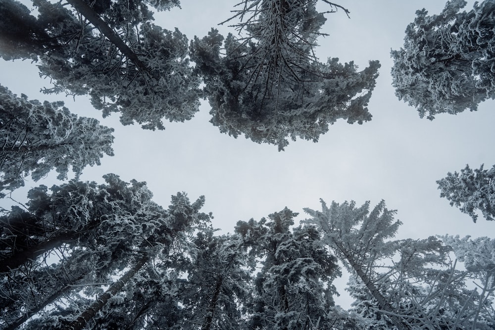 looking up at a group of trees covered in snow
