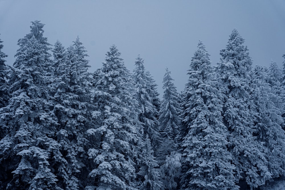 a group of pine trees covered in snow