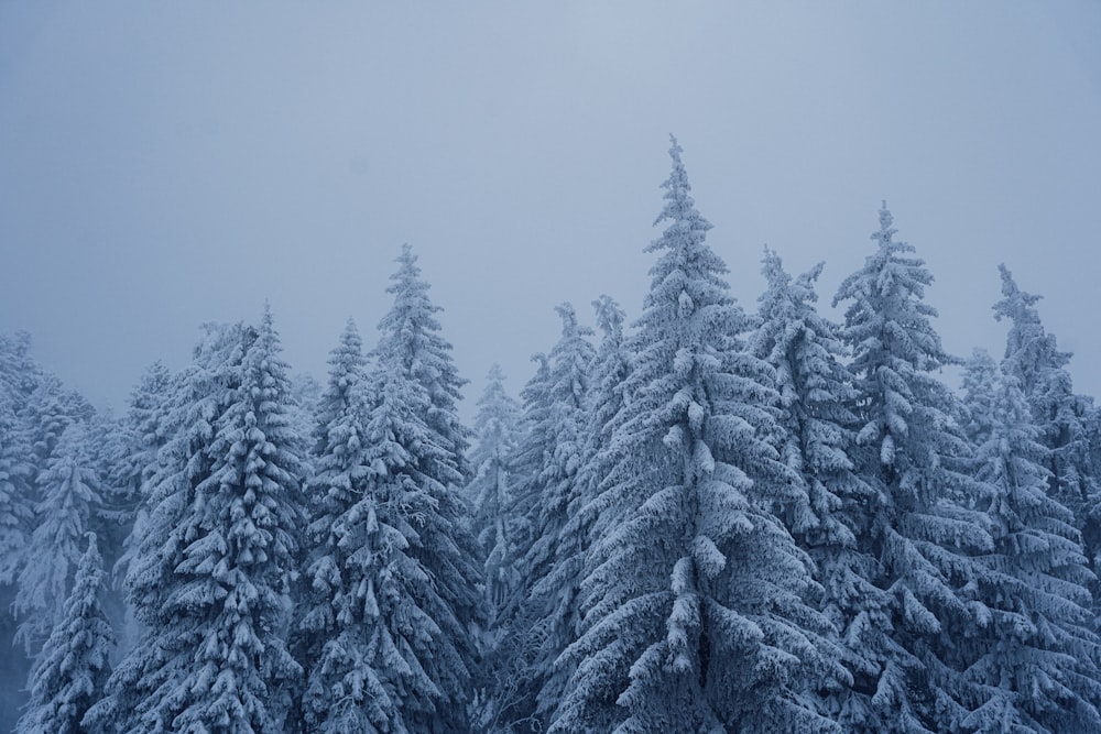 a group of trees covered in snow on a cloudy day