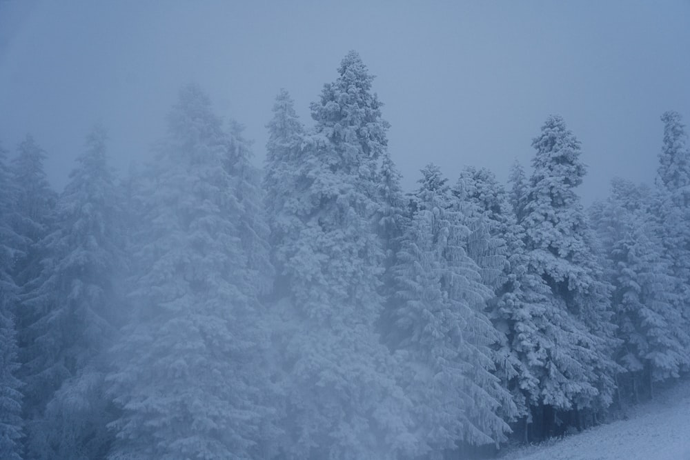 a snow covered forest filled with lots of trees