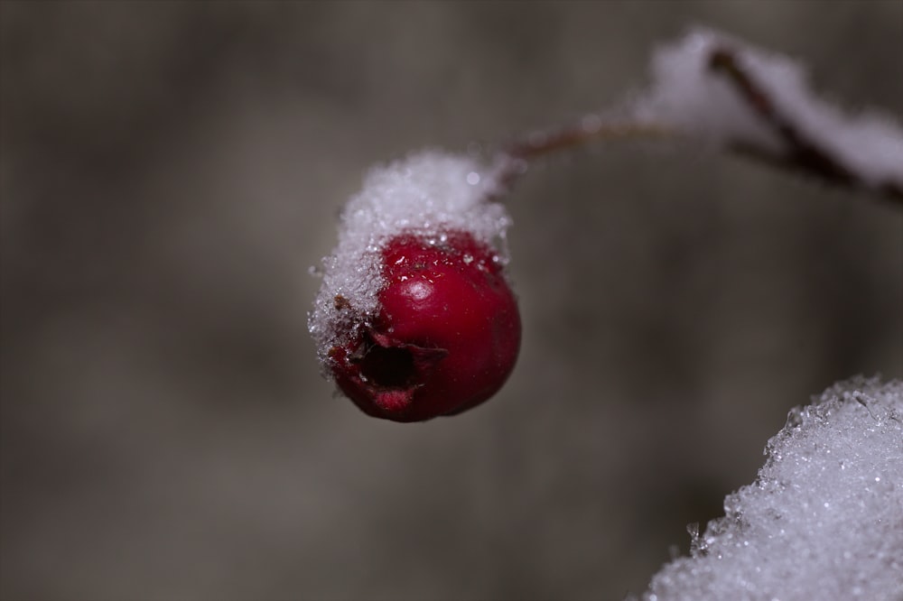 a small red berry sitting on top of a snow covered branch