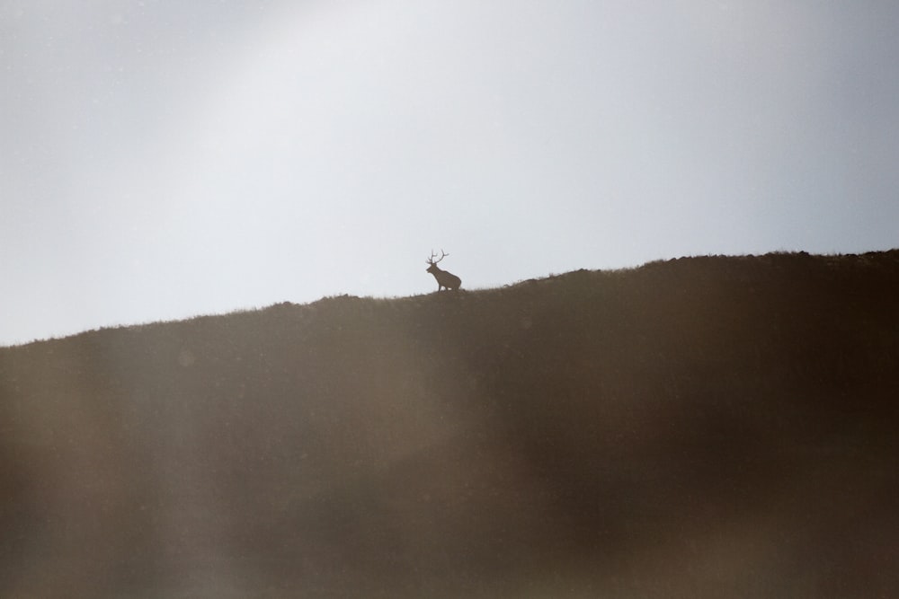 a deer standing on top of a grass covered hill