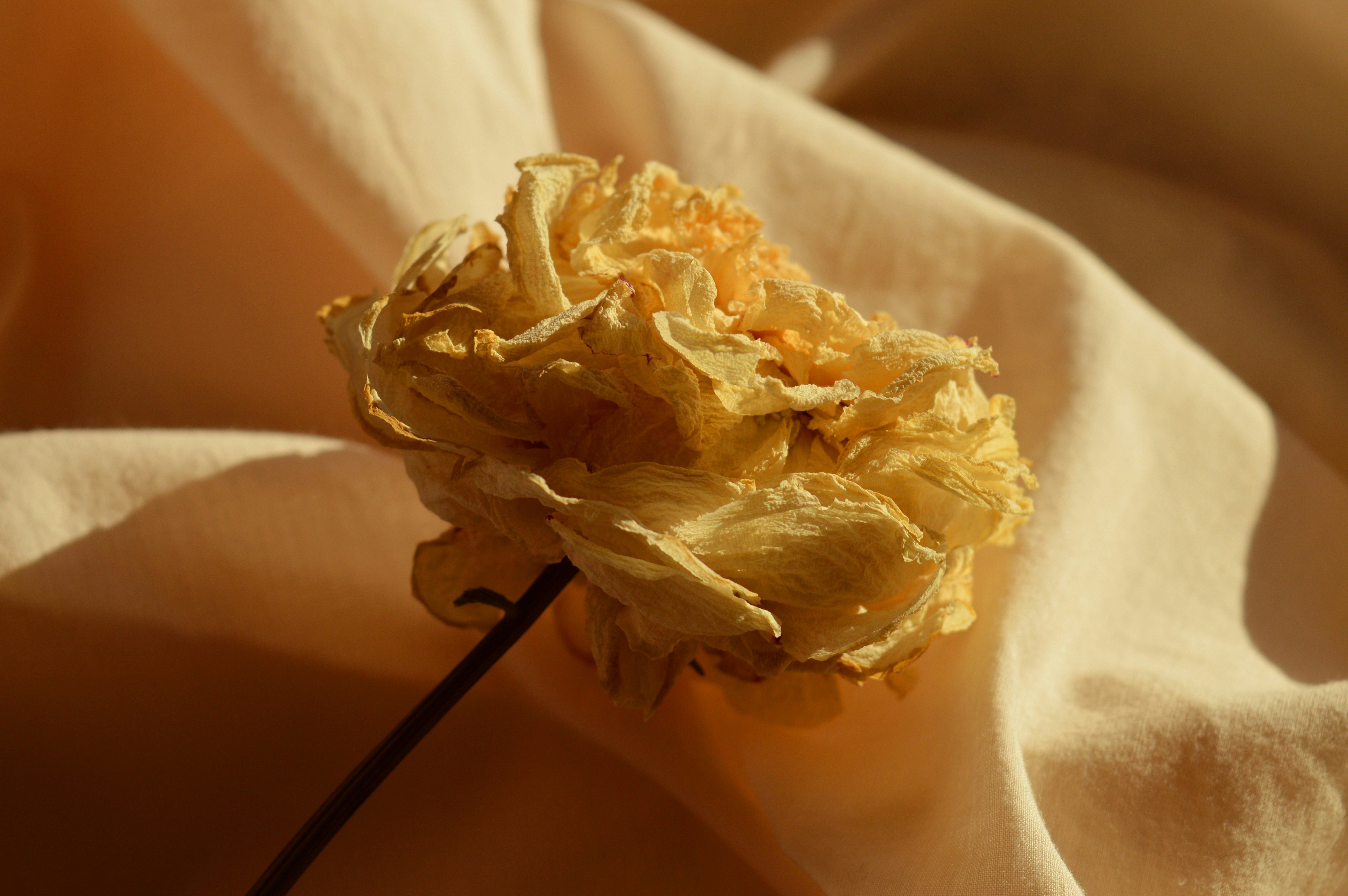 Photo by marianikolova