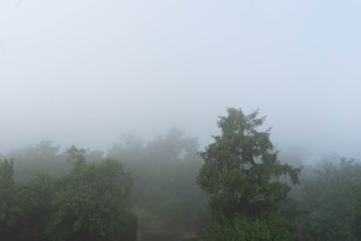 A serene landscape of a forest with morning fog weaving through tall trees