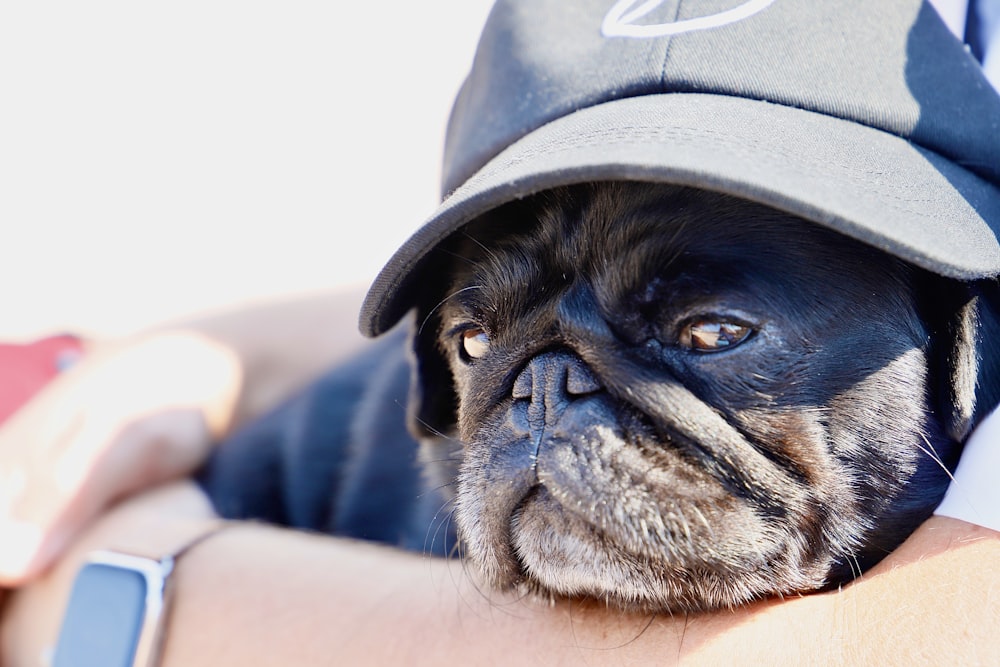 a pug dog wearing a baseball cap while being held by a person