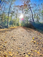 A serene forest path bathed in golden morning light, leaves gently rustling.