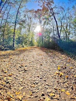 A serene morning forest path bathed in soft sunlight filtering through the leaves.