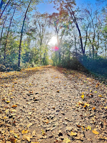 A serene forest path bathed in soft morning light with dew-covered leaves.