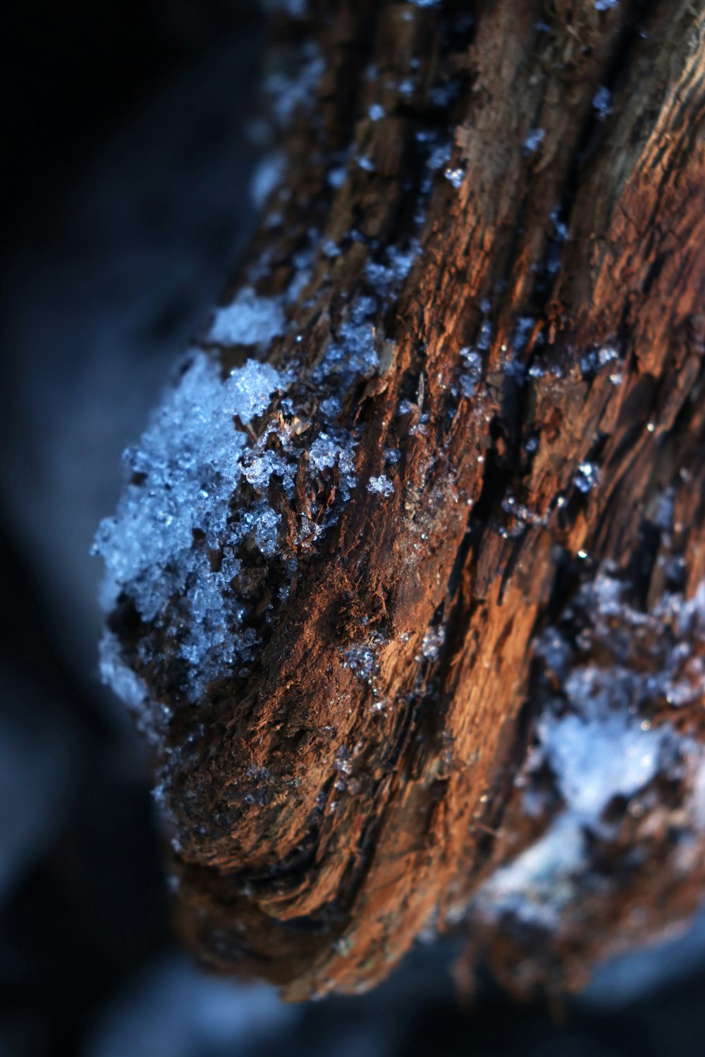 a close up of a tree trunk with snow on it