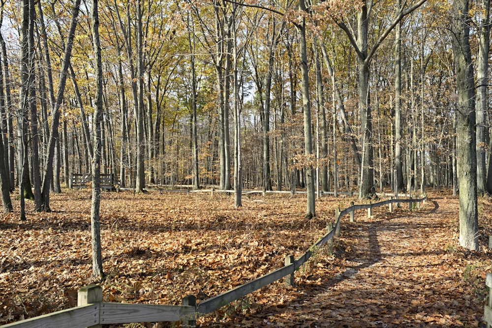 a path in a wooded area surrounded by trees