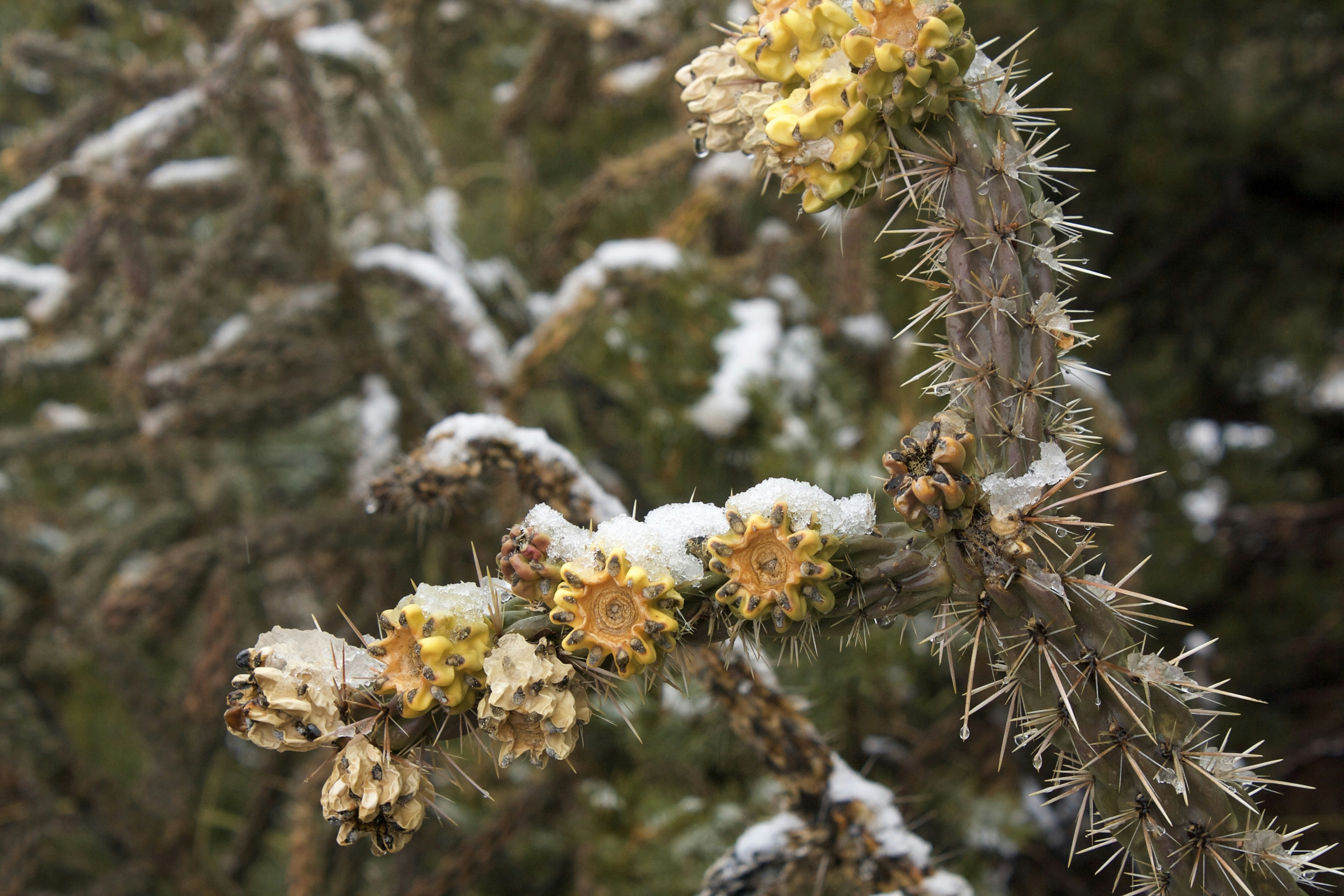 a close up of a plant with snow on it