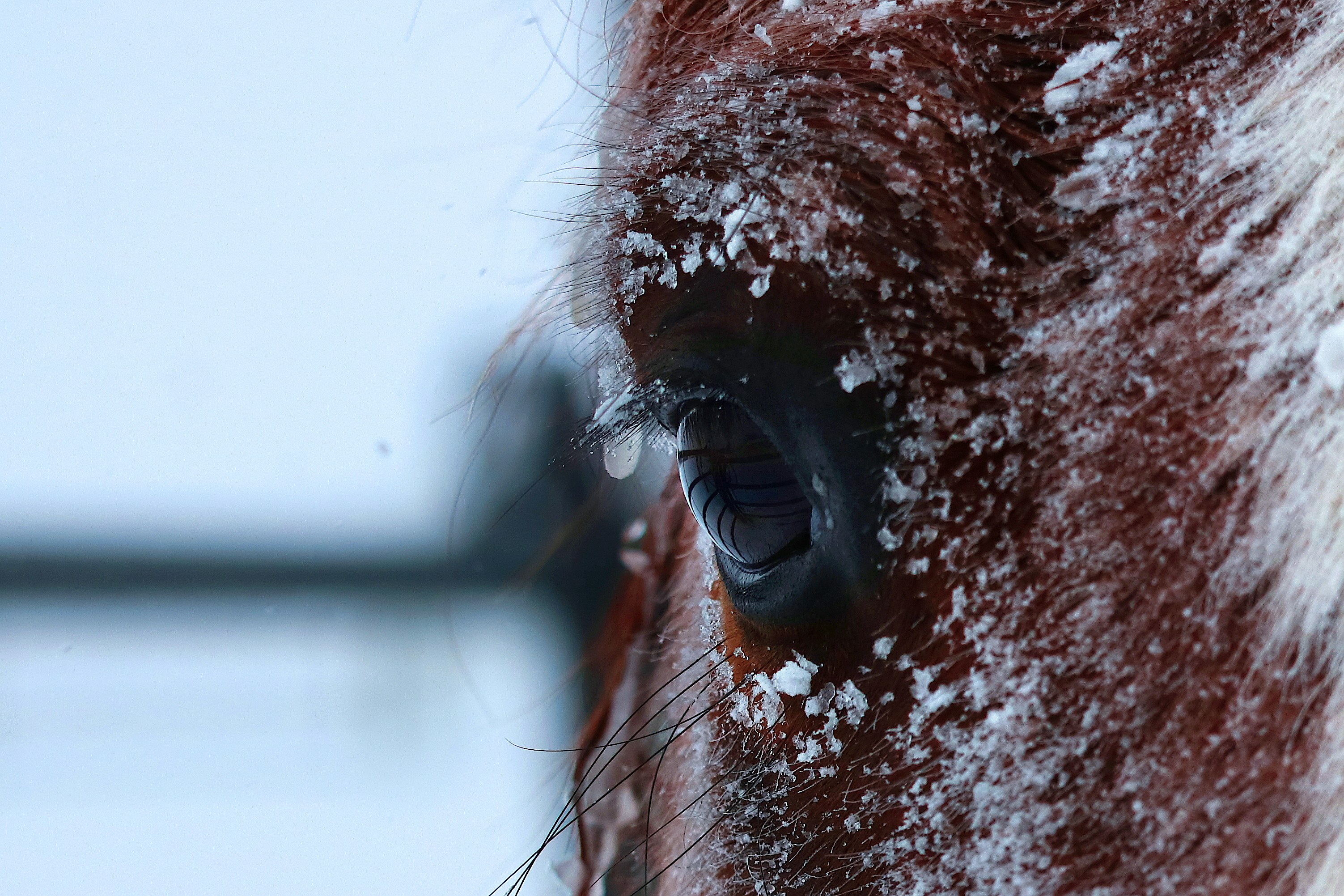 Close up of a horse's eye on a winter morning after a fresh snowfall