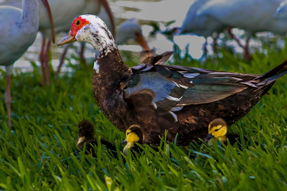 a duck is standing in the grass with other birds in the background