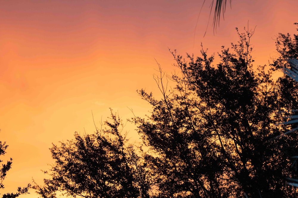 a bird is flying in the sky over some trees