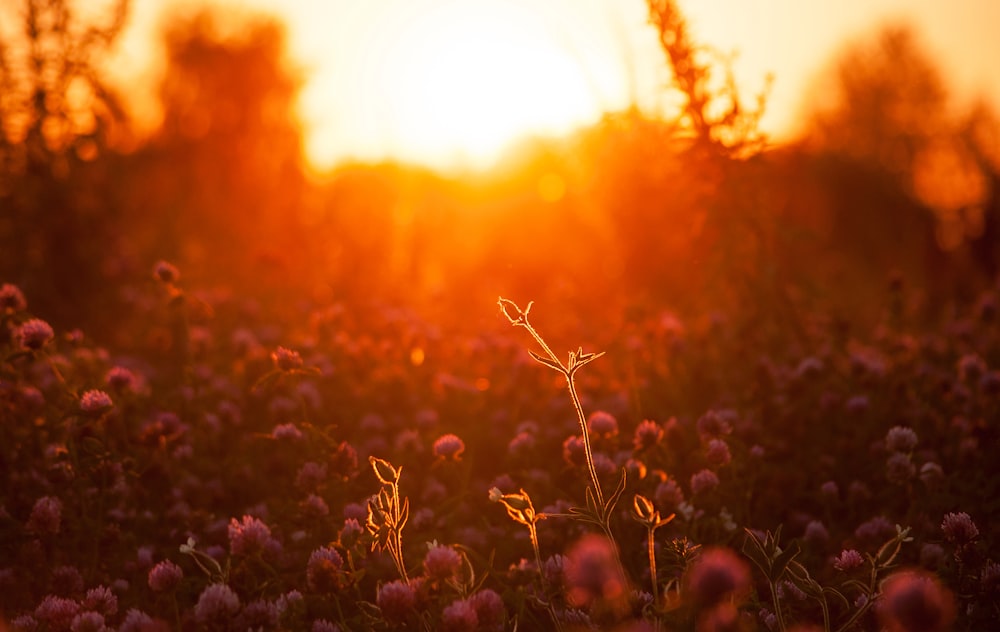 a field of flowers with the sun setting in the background