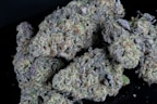 Dense clusters of cannabis buds covered in fine crystal trichomes. Various shades of green, purple, and orange can be seen amidst the intricate textures of the buds. The black background accentuates the detailed and vibrant appearance of the plants.