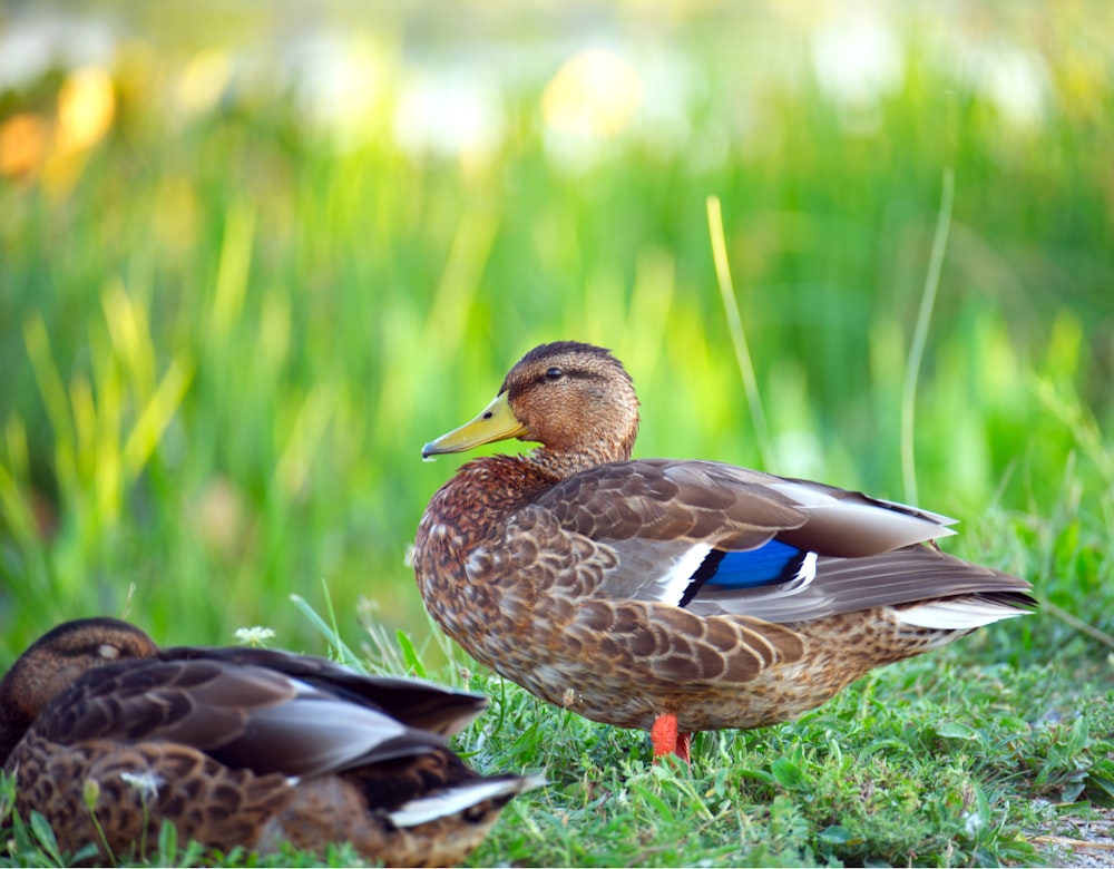 a couple of ducks standing on top of a lush green field