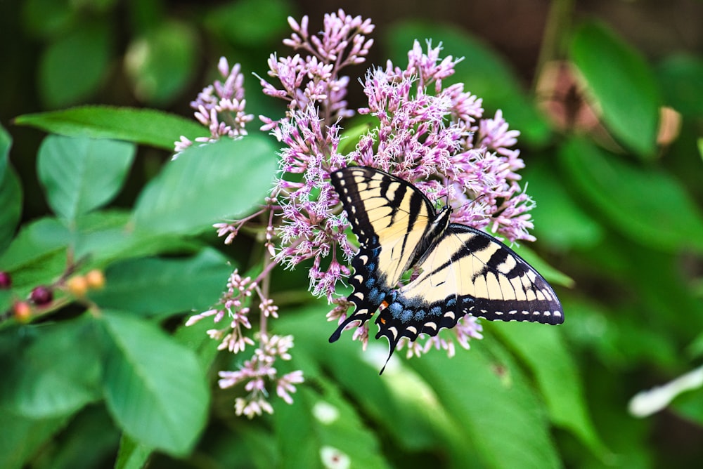 a yellow and black butterfly sitting on a purple flower