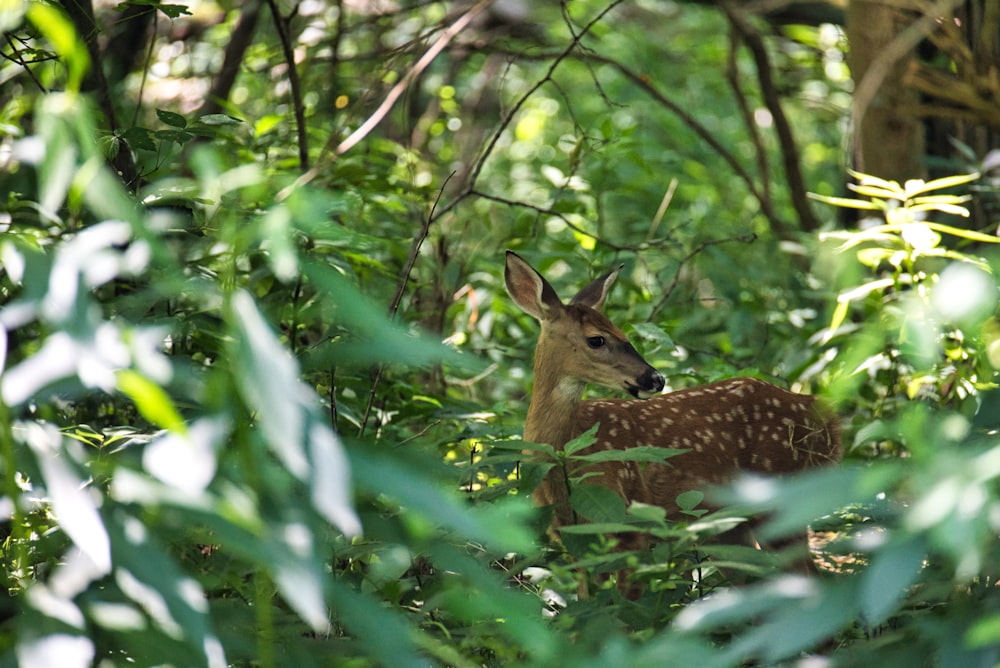 a deer is standing in the middle of a forest