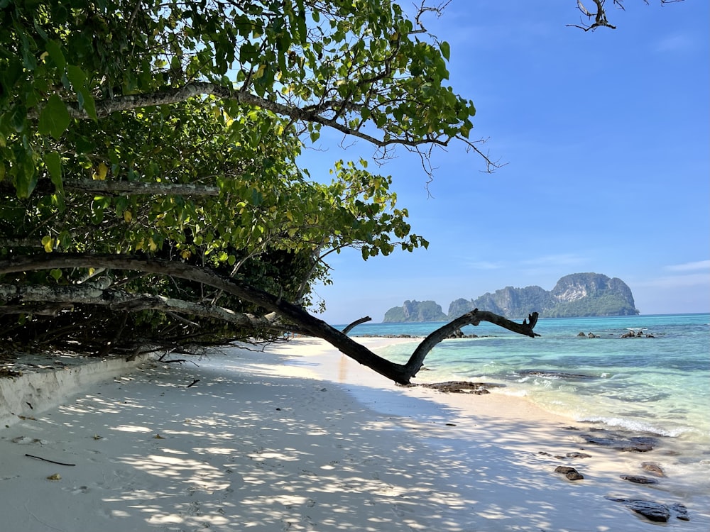 a tree leaning over on a sandy beach