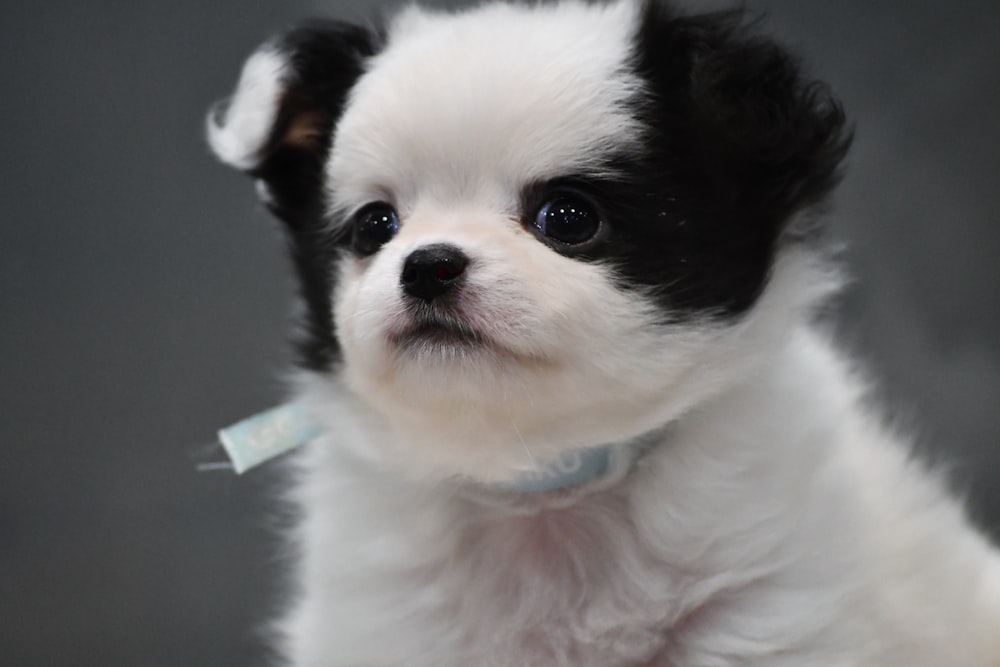 a small white and black dog with a tag on it's collar