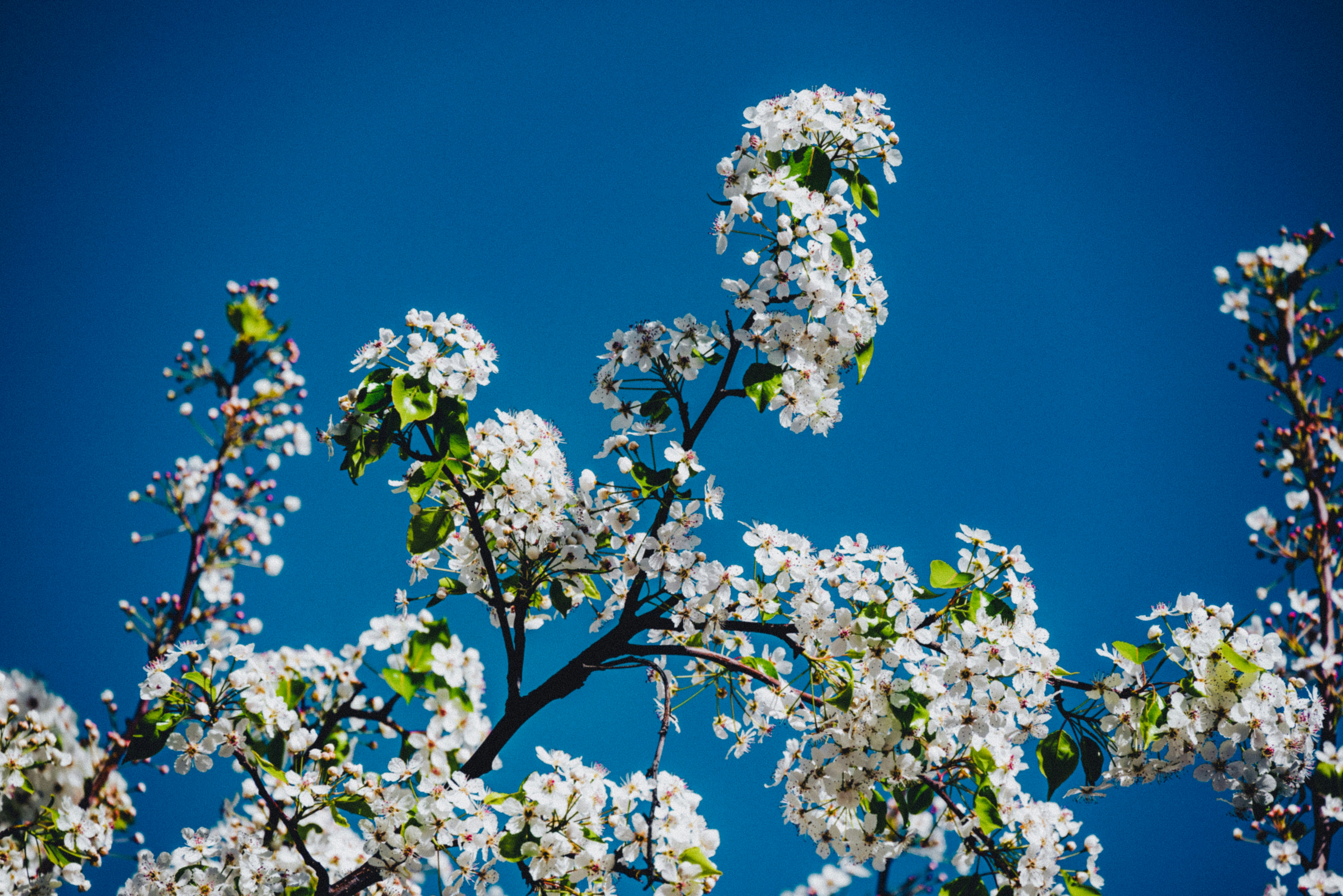 Un árbol con flores blancas y hojas verdes foto – Imagen de Flor gratuita  en Unsplash, image size:3000x2003