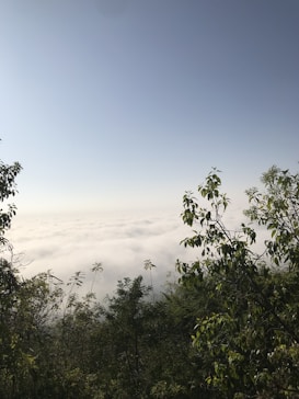 A layer of dense clouds blankets the landscape below an expansive blue sky, while lush green foliage frames the foreground.