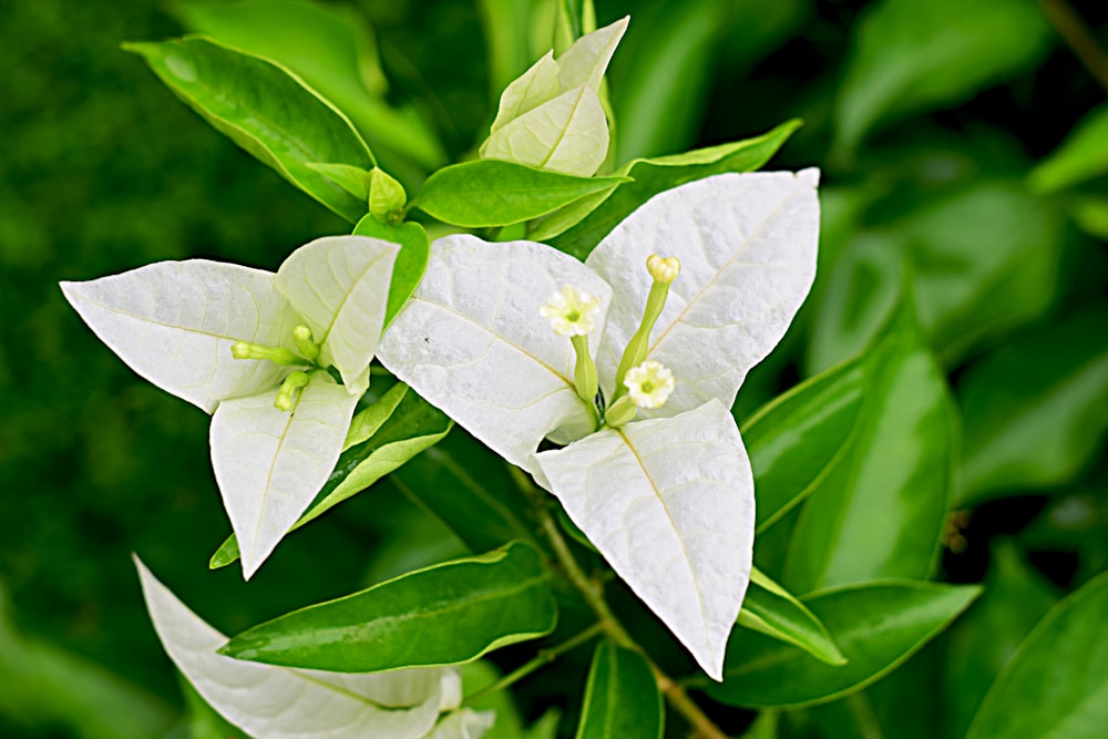 배경에 녹색 잎이 있는 세 개의 흰색 꽃