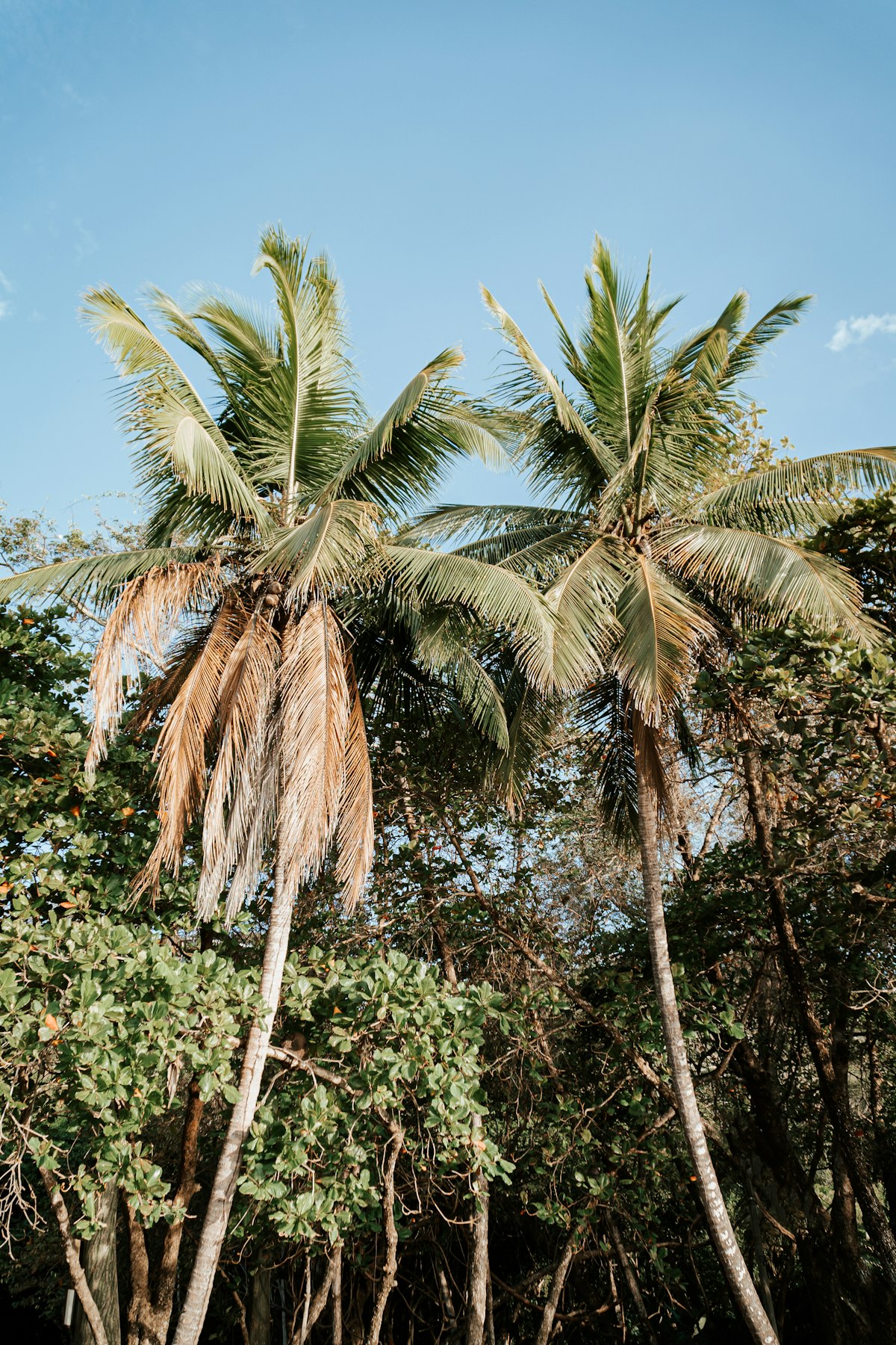 Costa Rica February — palm trees at Santa Teresa beach with clear dry-season sky