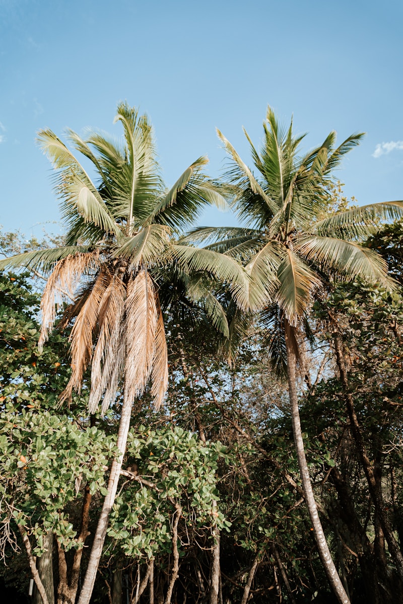 Palmier et plage Manuel Antonio Costa Rica