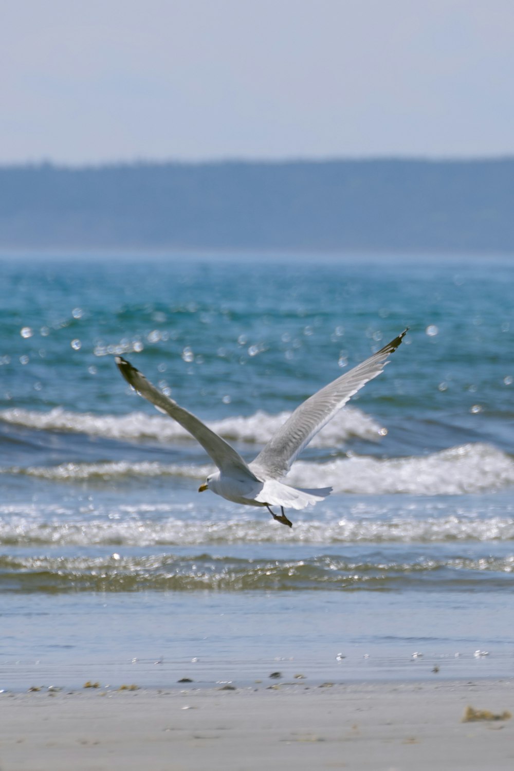 a seagull flying over the ocean on a beach