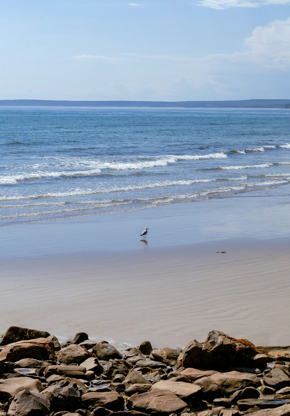 a bird standing on a beach next to the ocean