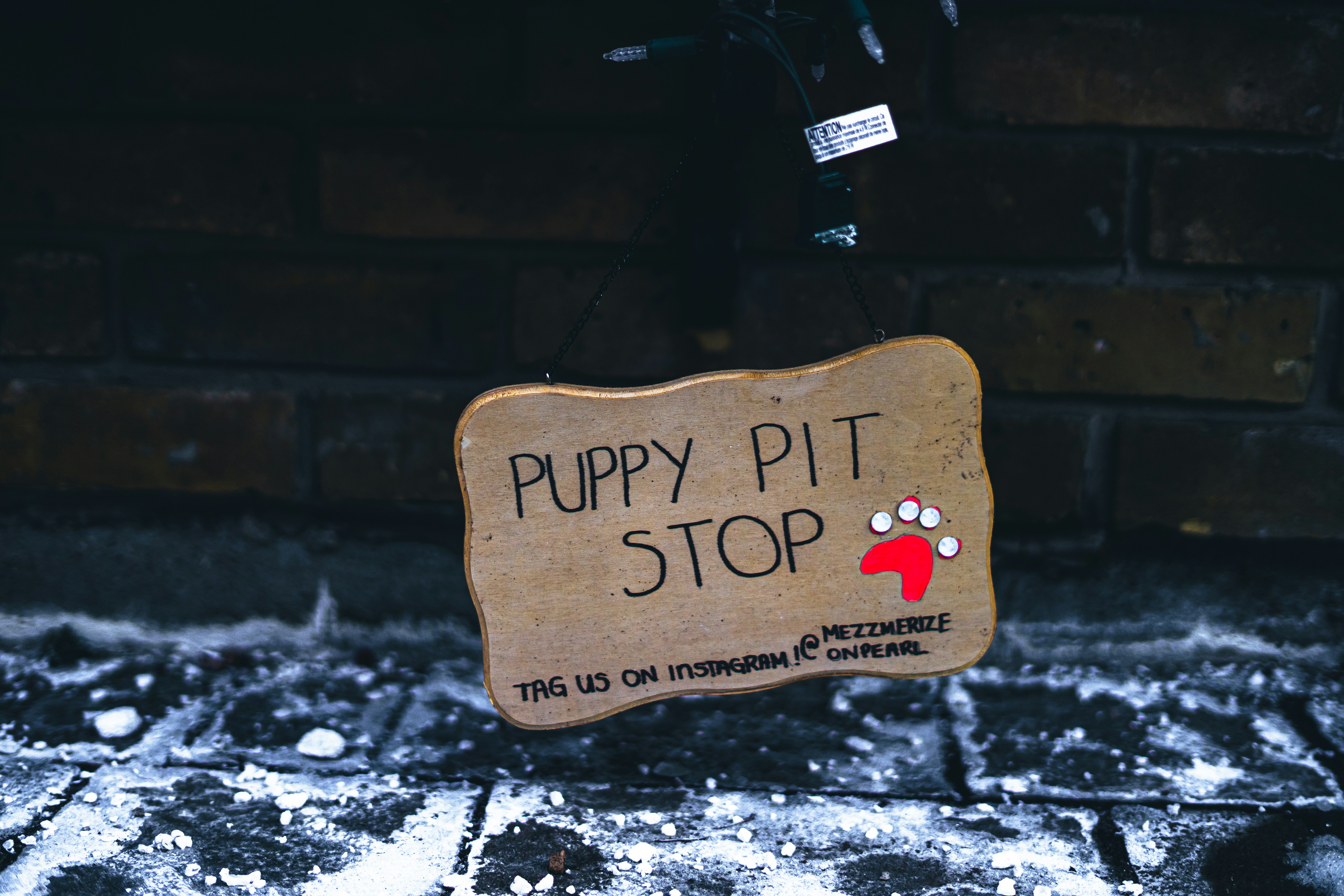 Signs of a Healthy Dog Every Owner Should Know