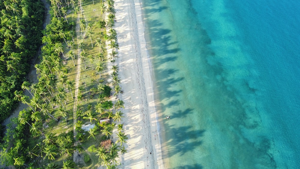 an aerial view of a tropical beach with palm trees